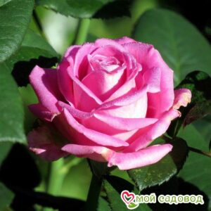 Роза чайно-гибридная Аква в Аткарске