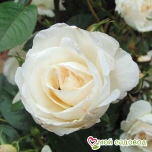 Роза Спрей белый в Аткарске