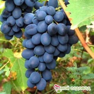 Ароматный и сладкий виноград “Августа” в Аткарске