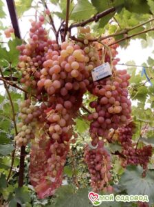 Виноград Лучистый в Аткарске