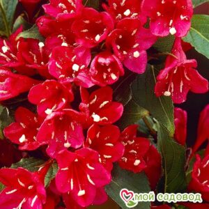 Вейгела цветущая “Ред Принц” в Аткарске