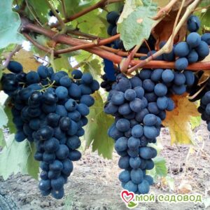 Виноград Молдова в Аткарске