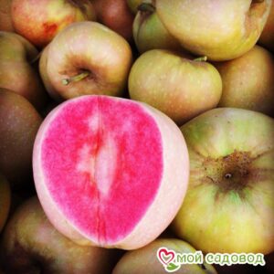 Яблоня Розовый жемчуг в Аткарске