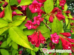 Вейгела цветущая “Рубидор” в Аткарске