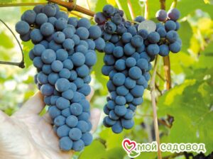 Виноград Амурский синий в Аткарске