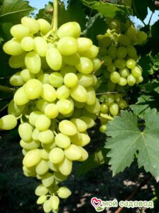 Виноград Осенний крупноплодный в Аткарске