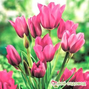Тюльпан многоцветковый Пурпл Букет в Аткарске
