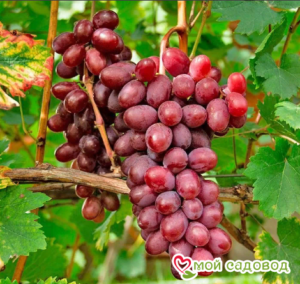 Виноград Виктория винная в Аткарске