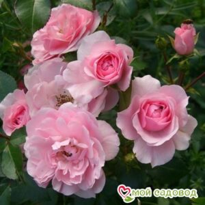 Роза полиантовая Bonica (Боника) в Аткарске