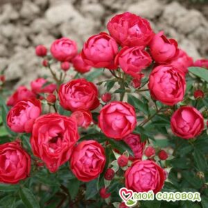 Роза полиантовая Морздаг Ред (Morsdag Red) в Аткарске