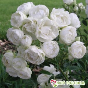 Роза полиантовая Морздаг Уайт (Morsdag White) в Аткарске